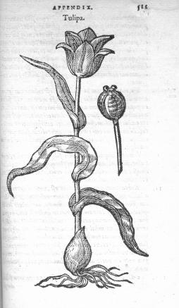 Charles de L’Ecluse. Rariorum aliquot stirpum. Anvers, Plantin, 1576 (Bibliothèque du Muséum d’histoire naturelle de Grenoble) 