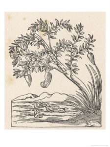 Aldrovandi, Ulisse (1603) Ornithologiae [Tome 3, p. 174]. apud Io. Bapt. Bellagambam.